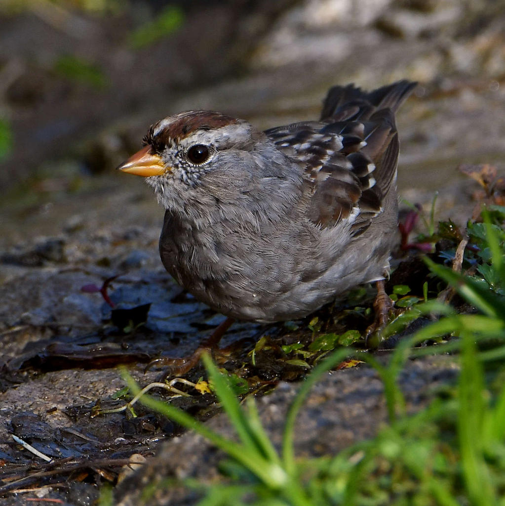 Sparrow.jpg