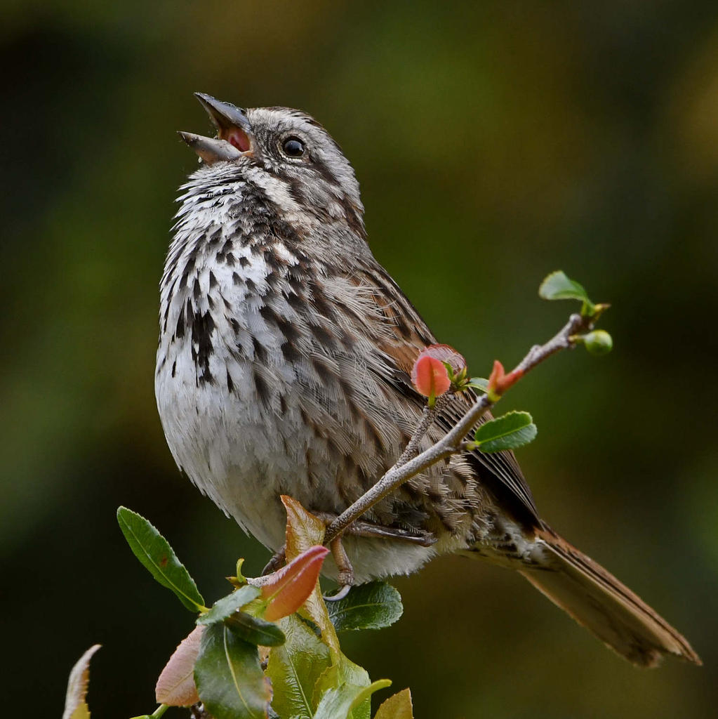 Sparrow.jpg
