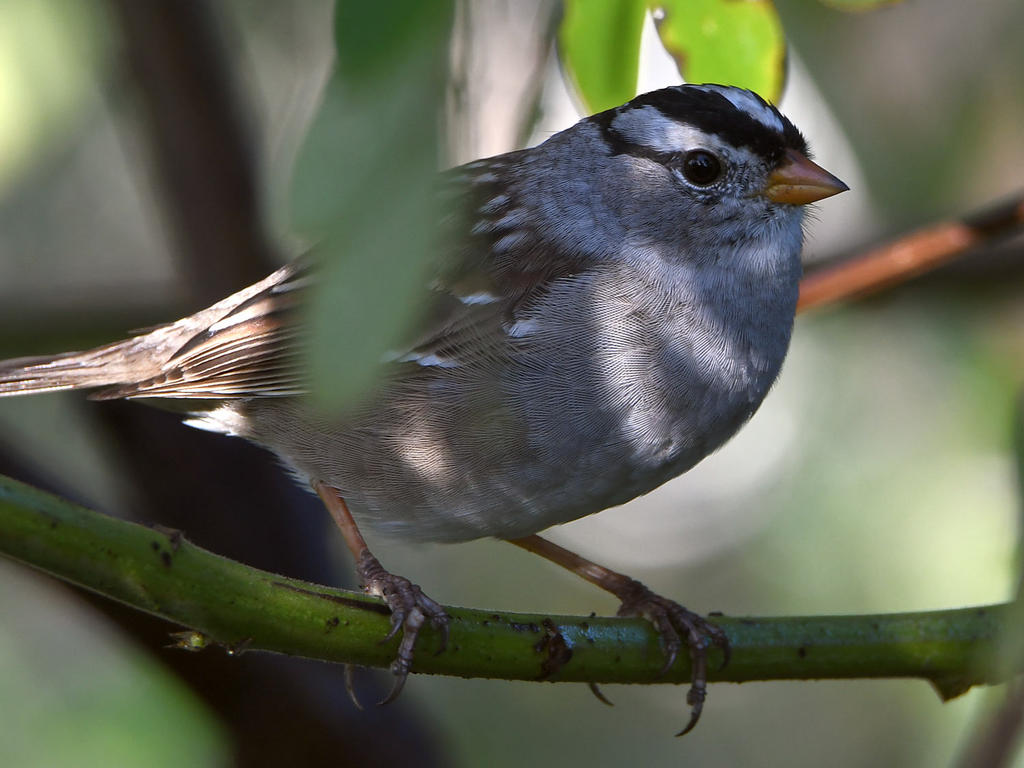 Sparrow.jpg