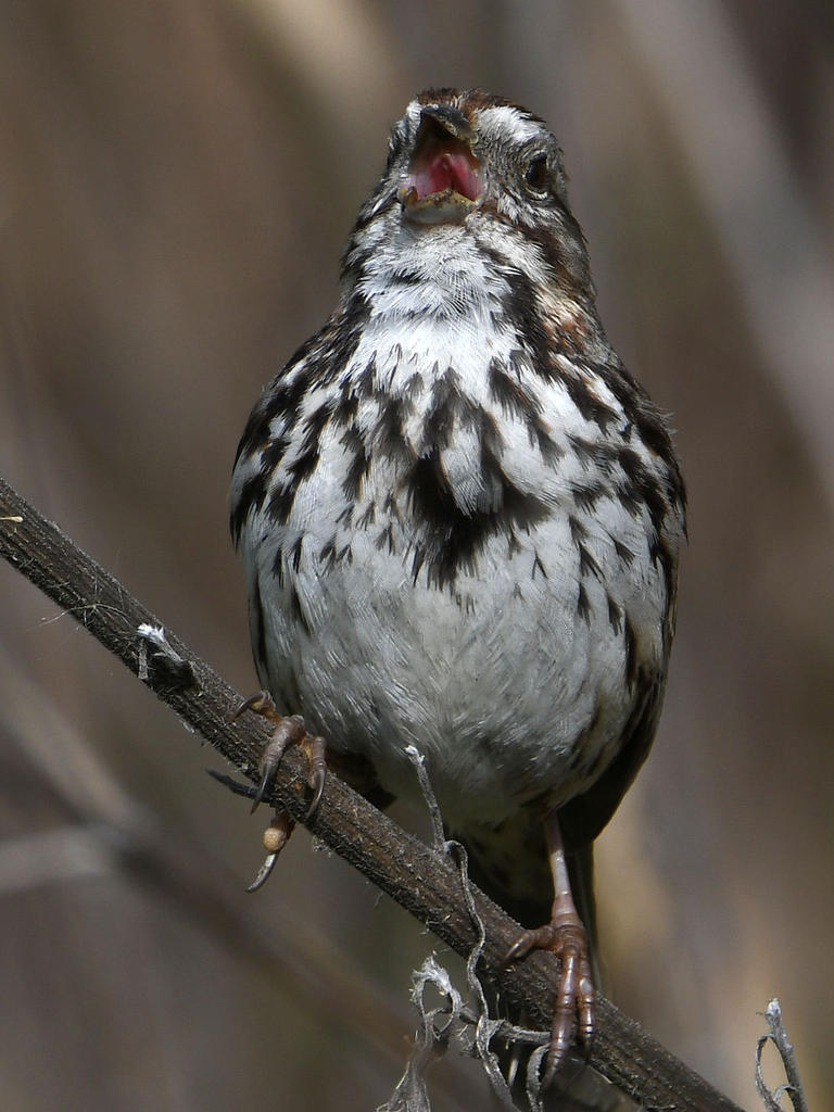 Sparrow.jpg