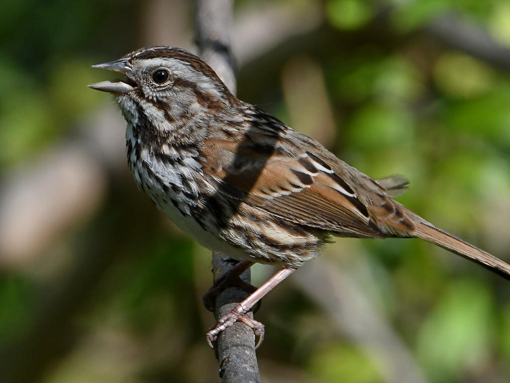 Sparrow.jpg