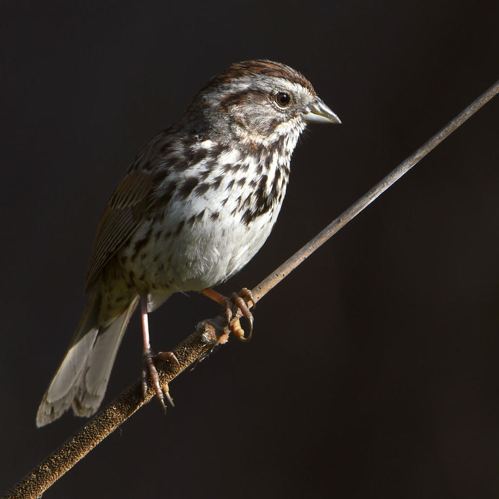 Sparrow.jpg
