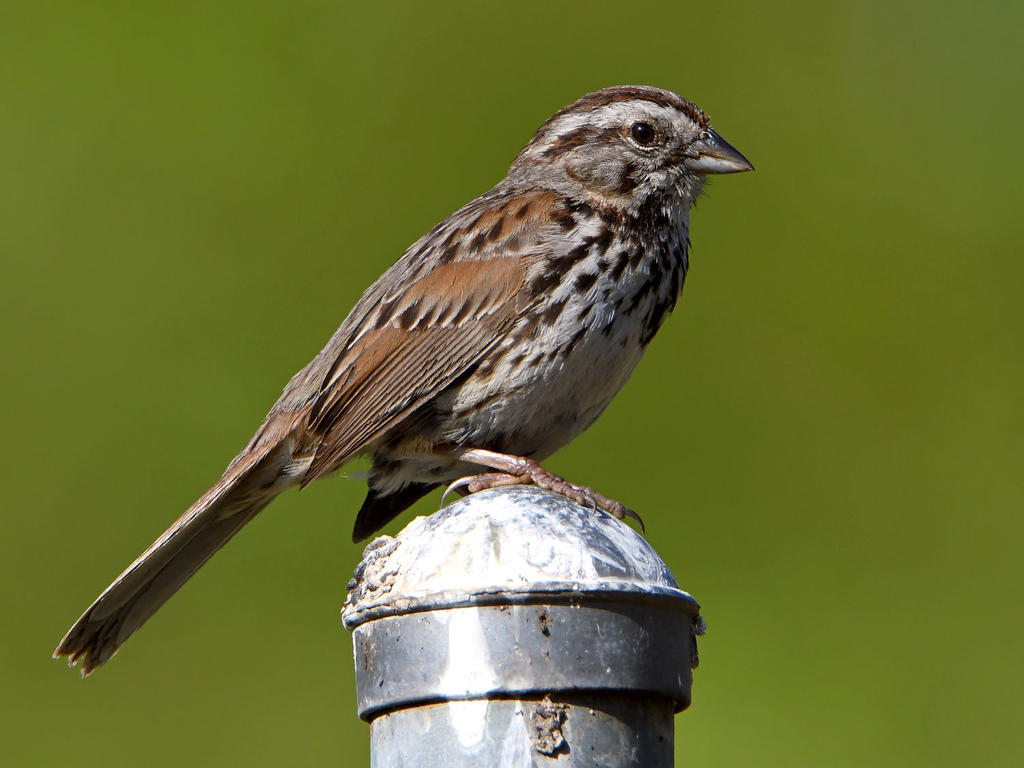 Sparrow.jpg