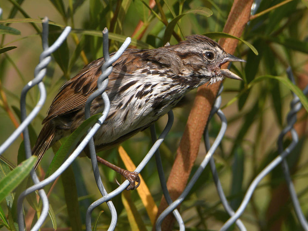Sparrow.jpg