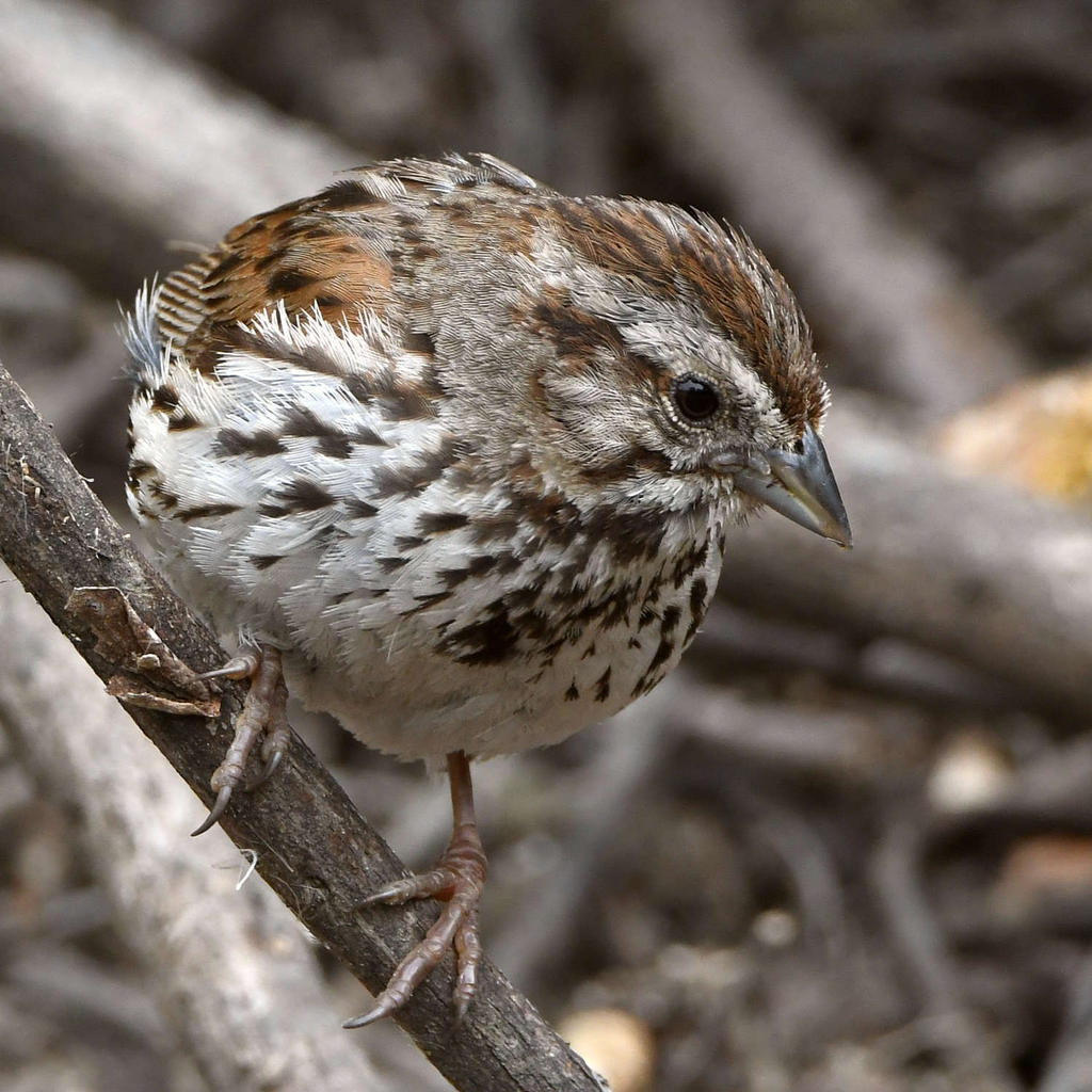 Sparrow.jpg