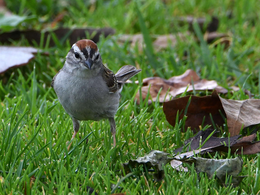 Sparrow.jpg