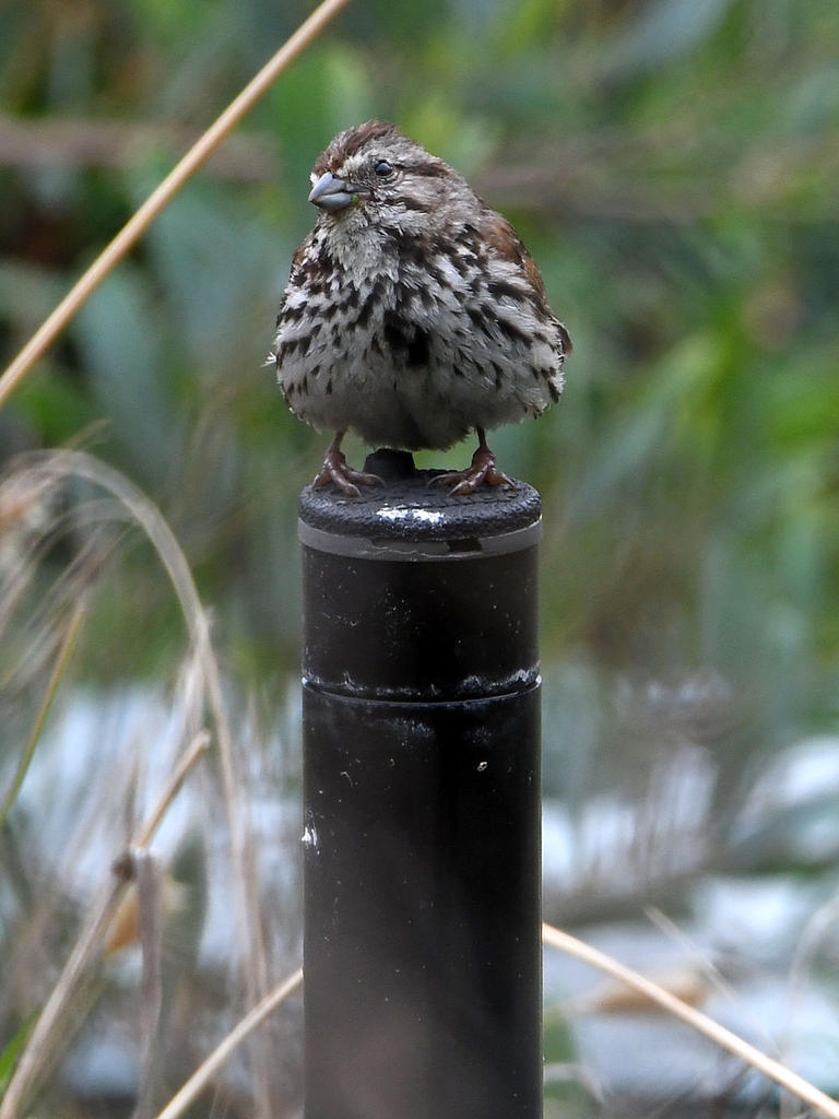 Sparrow.jpg