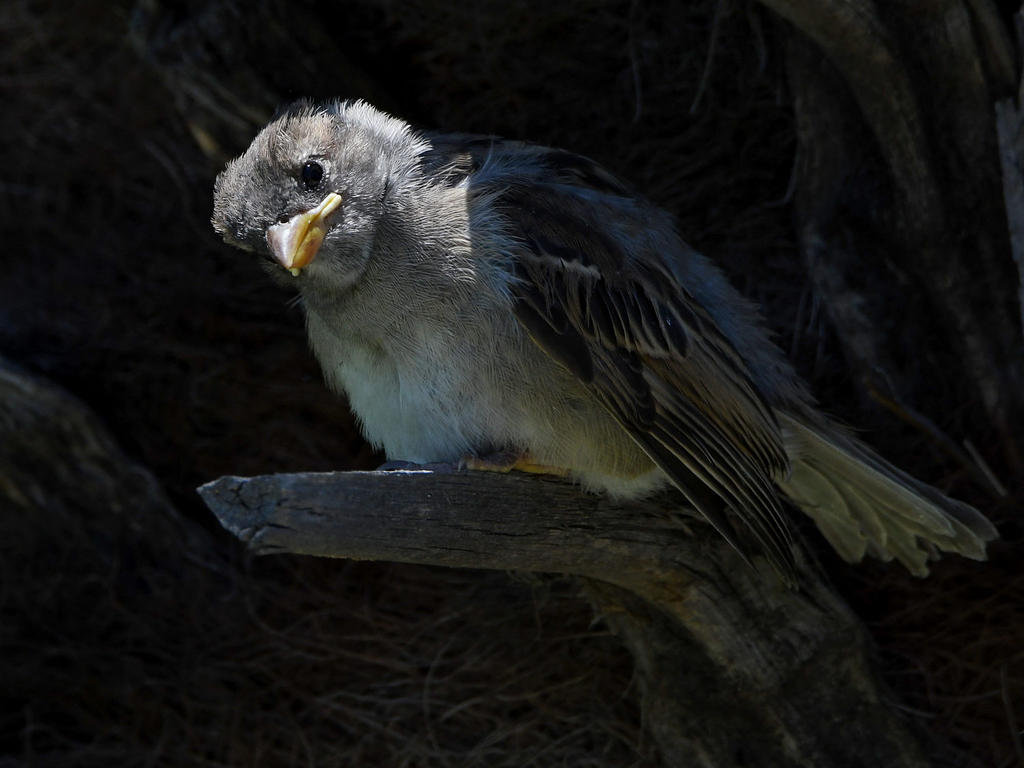Sparrow.jpg