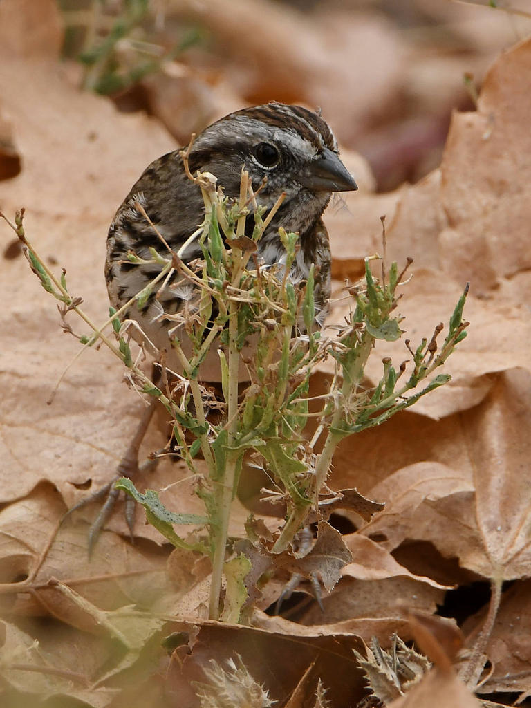 Sparrow.jpg