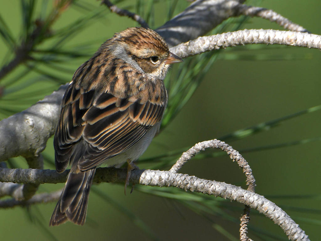 Sparrow.jpg