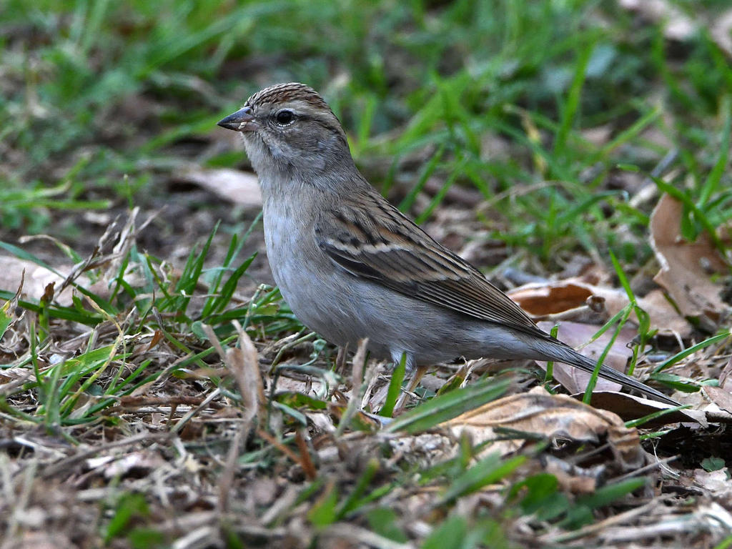 Sparrow.jpg