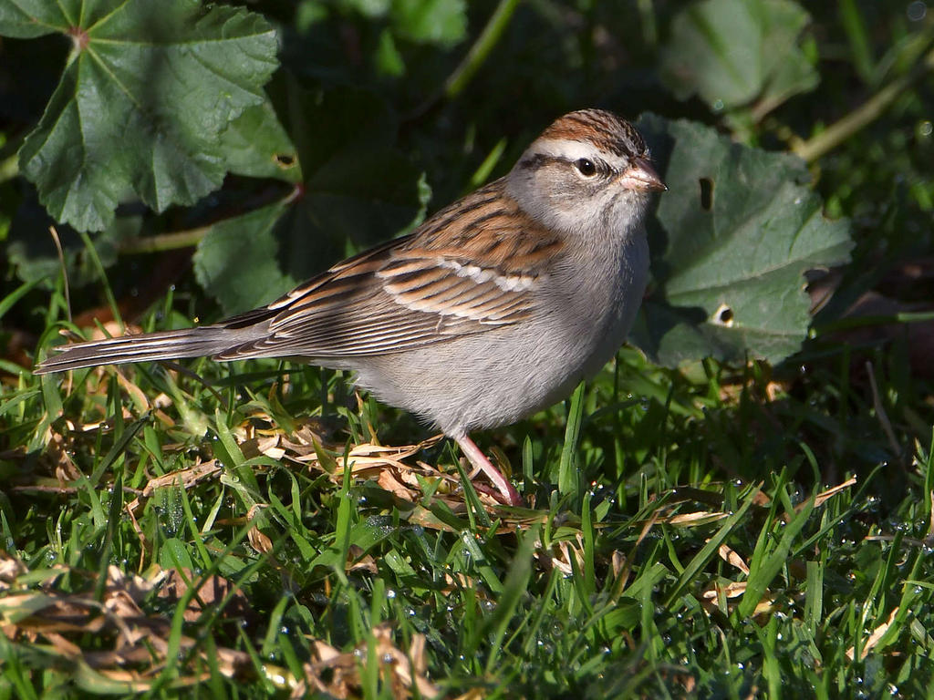 Sparrow.jpg