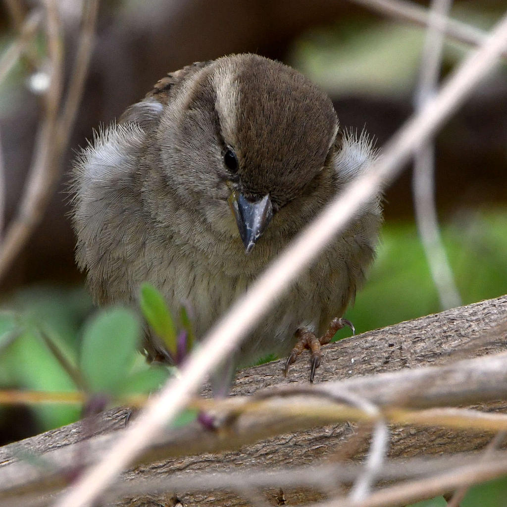 Sparrow.jpg