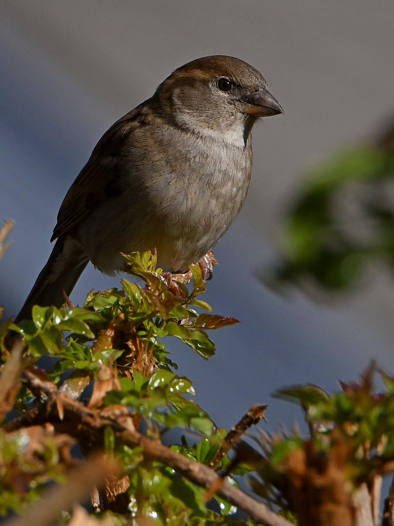 Sparrow.jpg