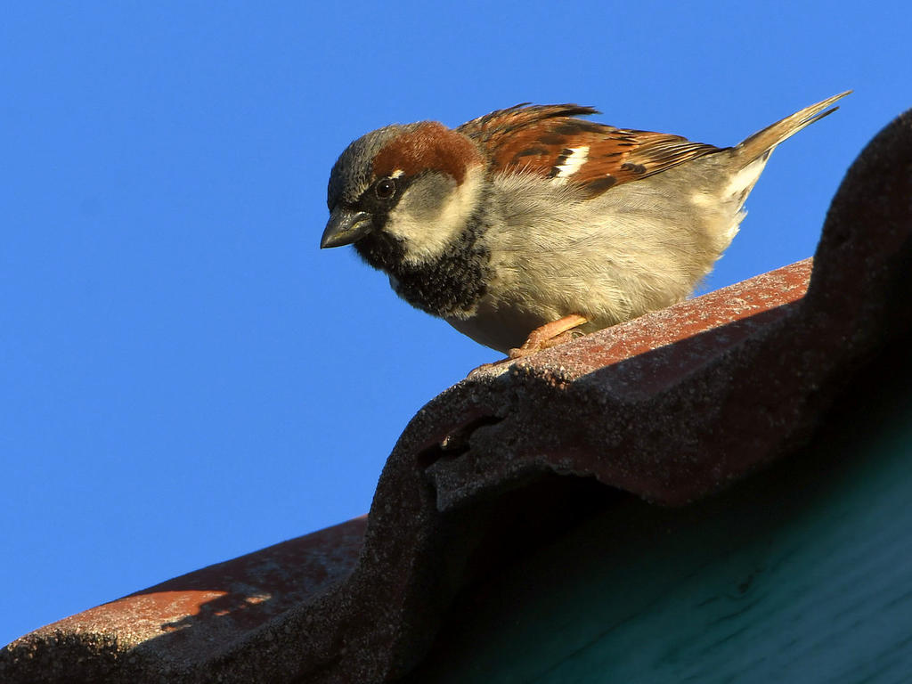 Sparrow.jpg