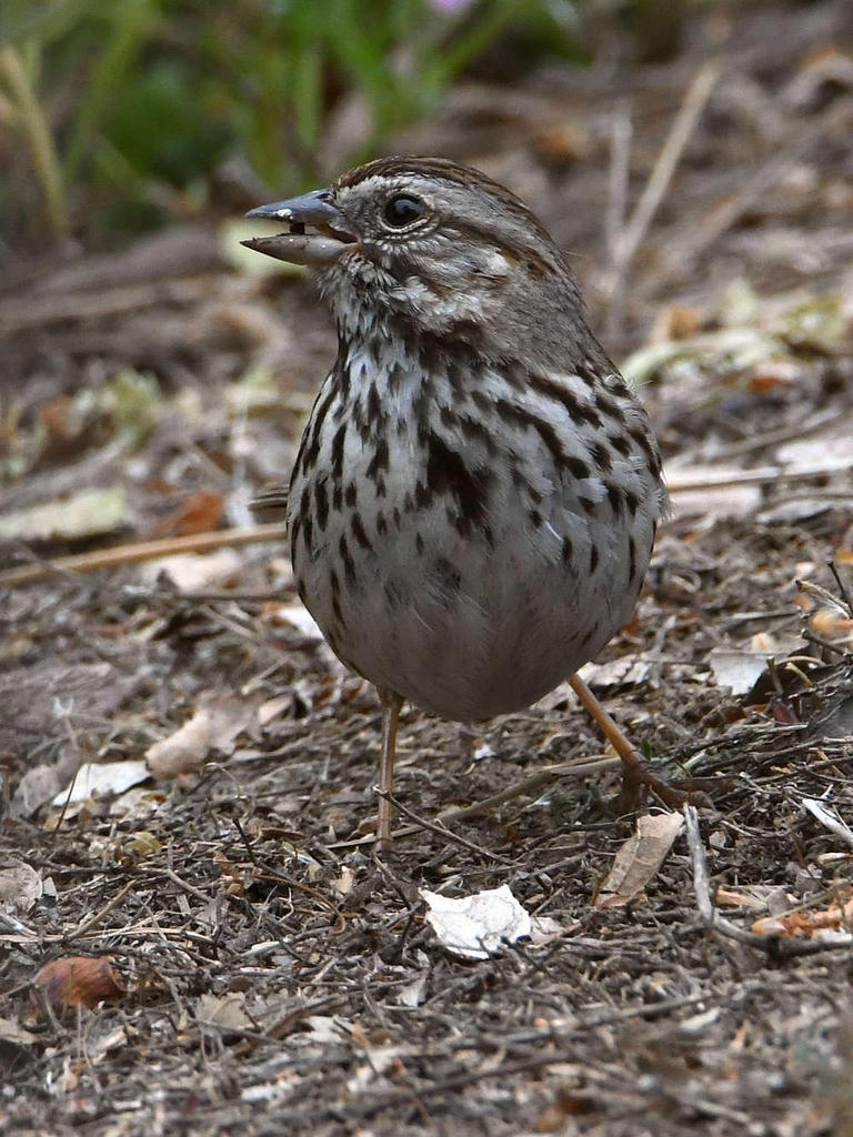 Sparrow.jpg