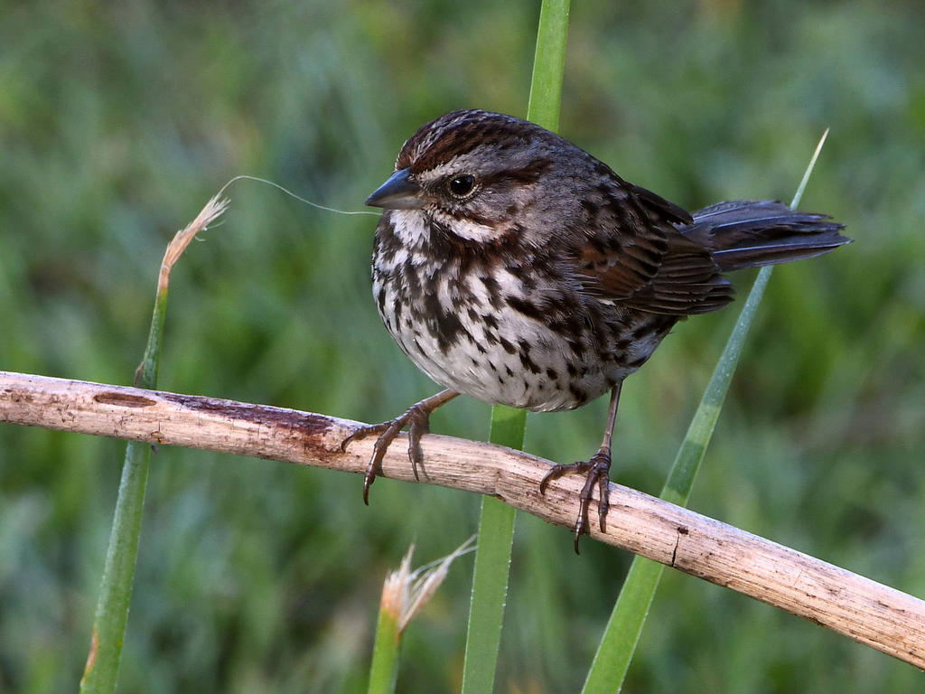Sparrow.jpg