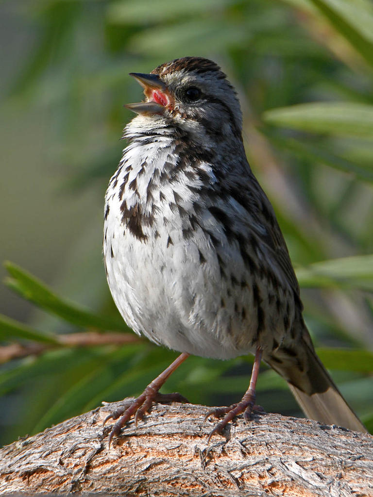 Sparrow.jpg