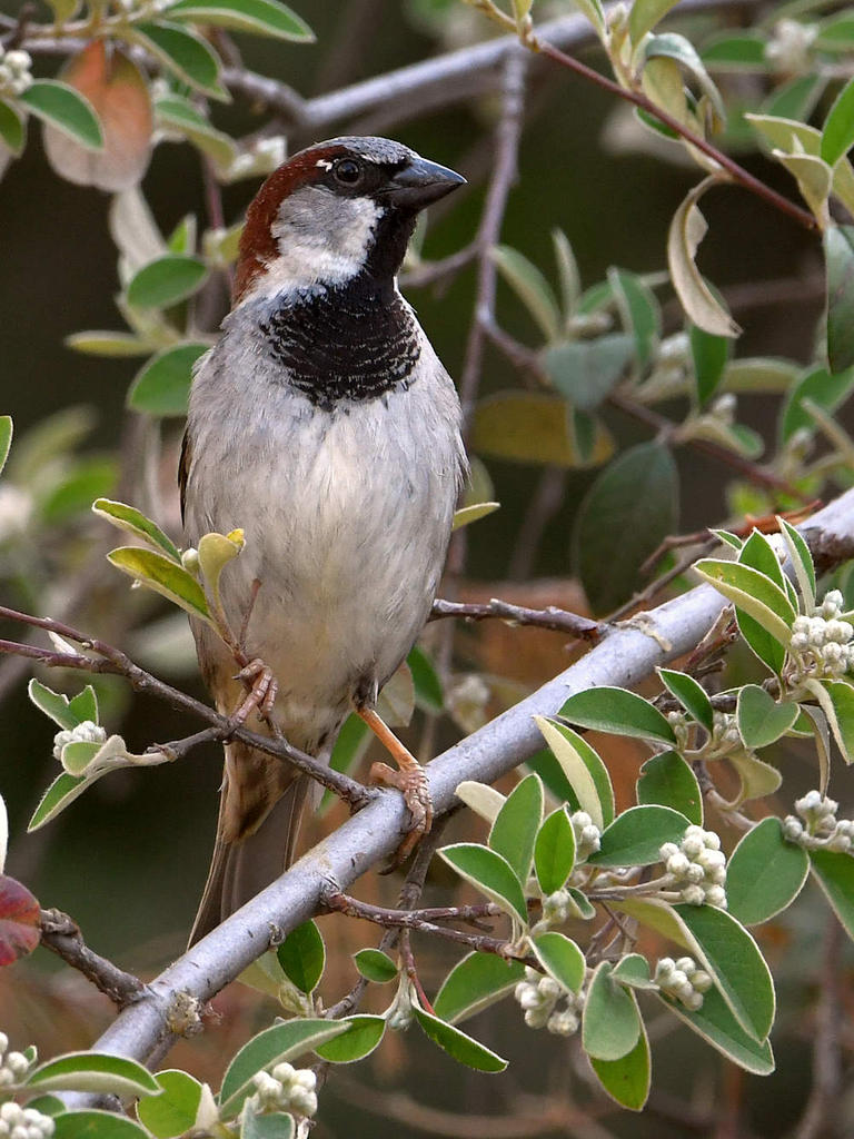 Sparrow.jpg