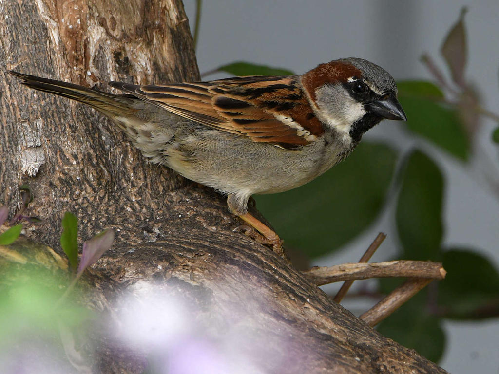 Sparrow.jpg