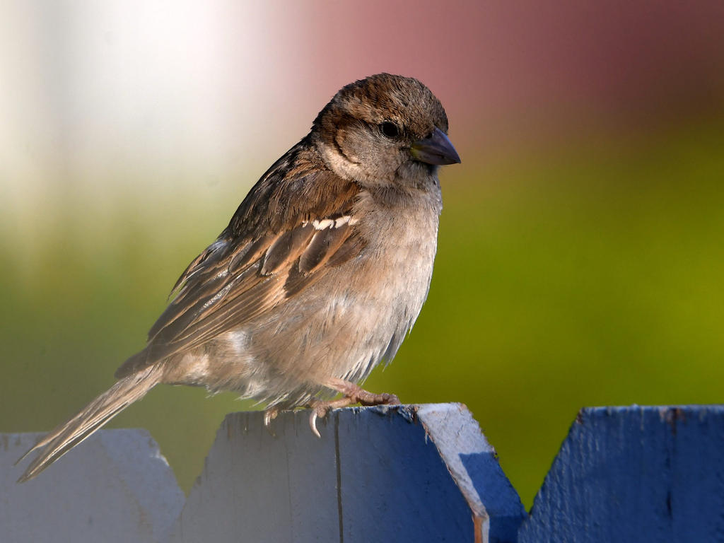 Sparrow.jpg