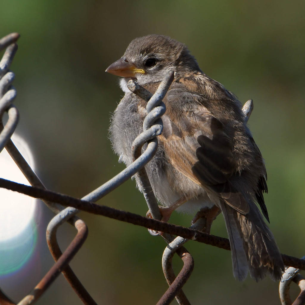Sparrow.jpg