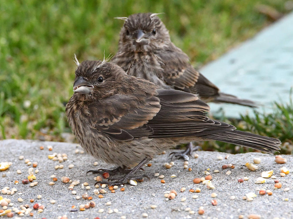 Sparrow.jpg