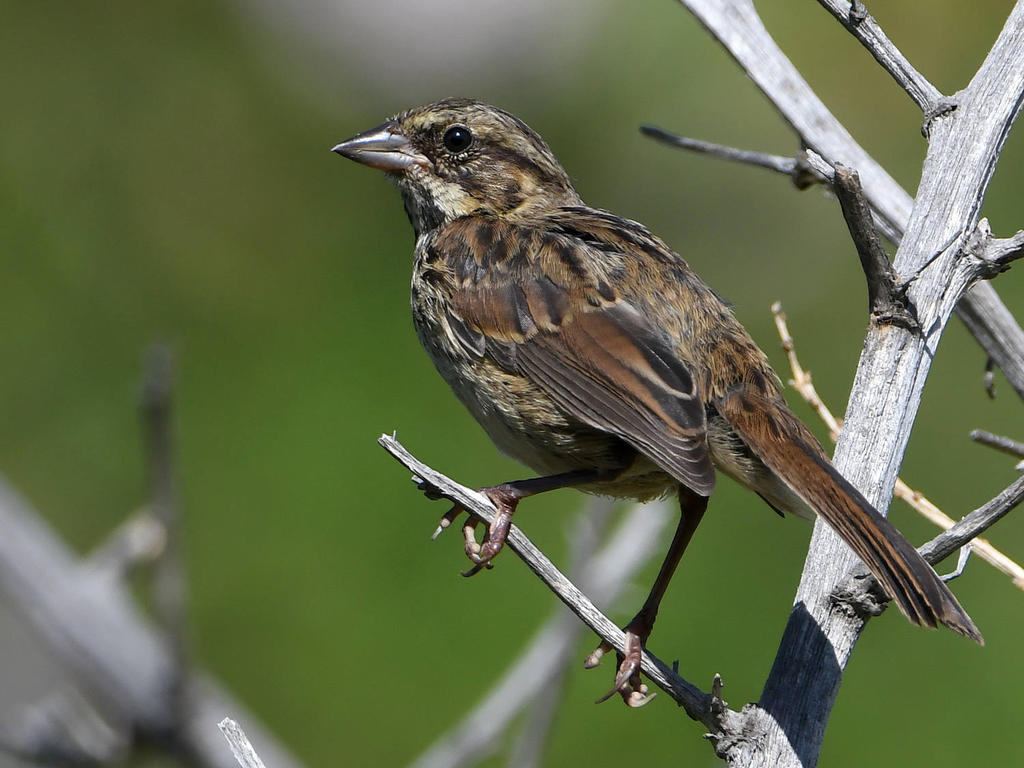 Sparrow.jpg