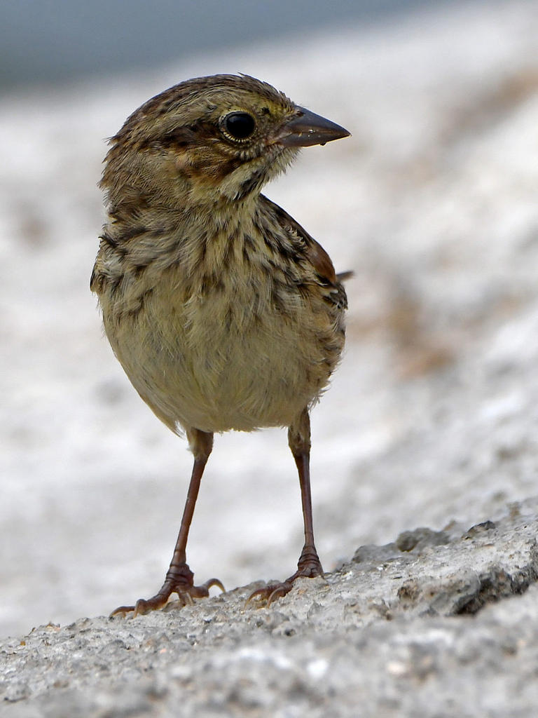 Sparrow.jpg
