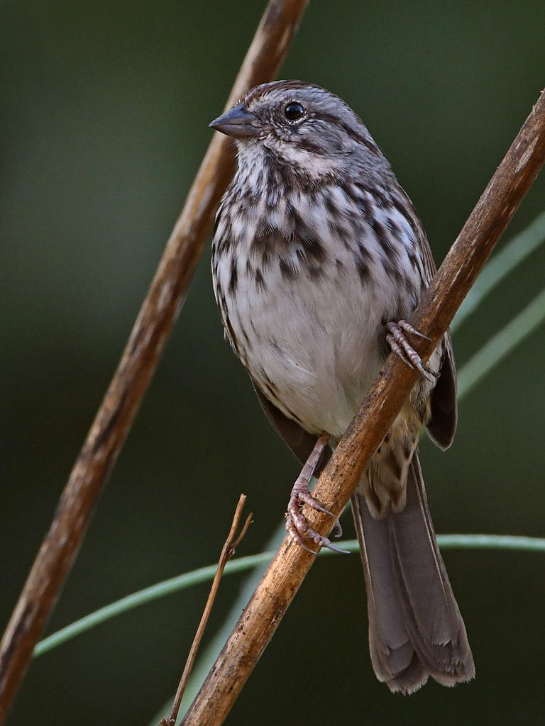 Sparrow.jpg