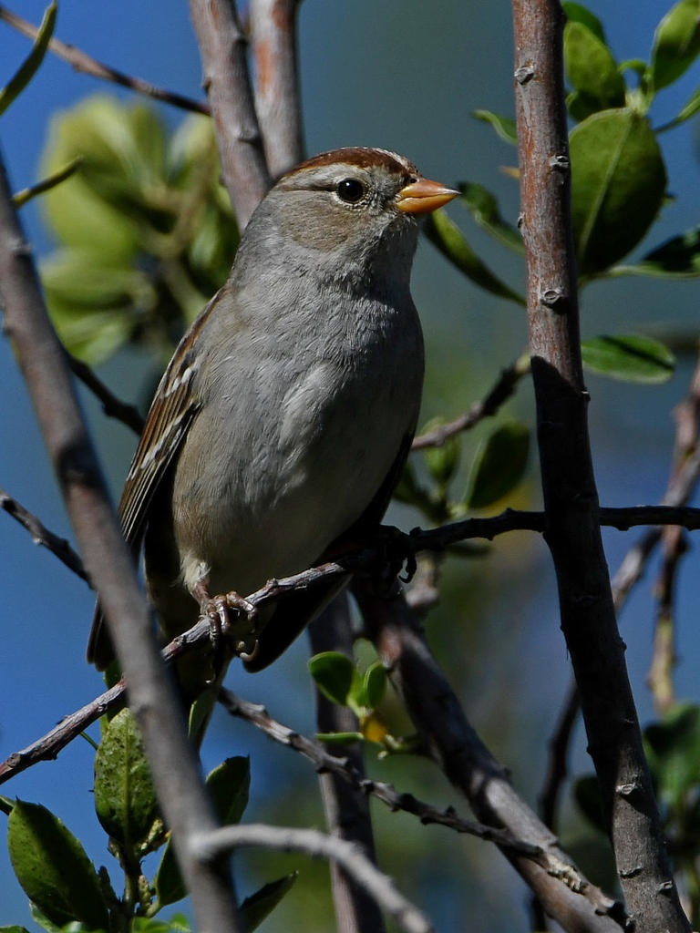Sparrow.jpg