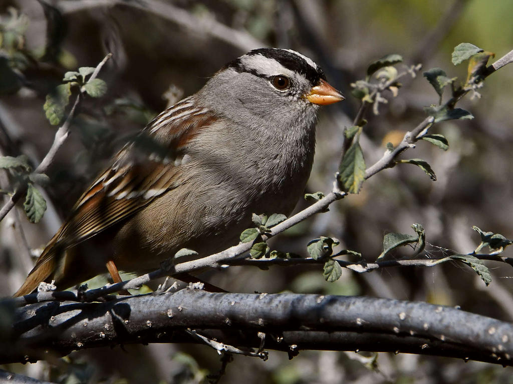 Sparrow.jpg