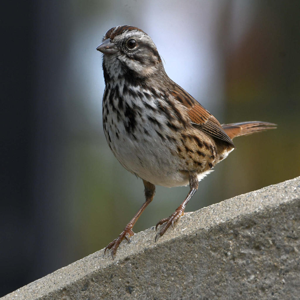 Sparrow.jpg