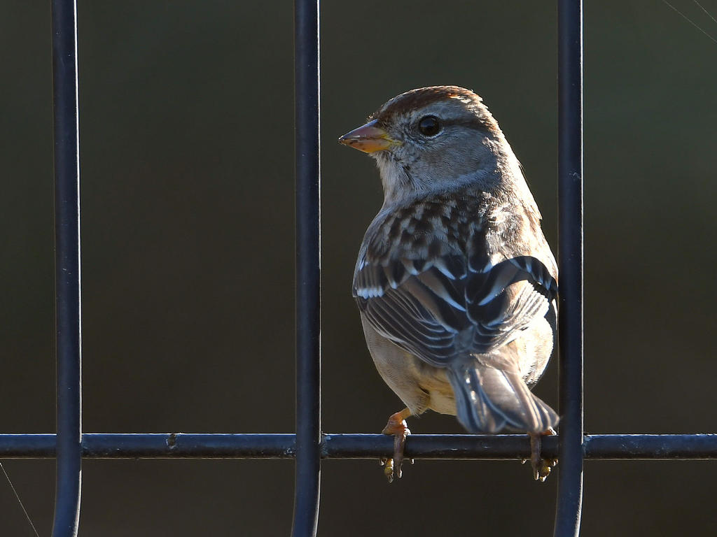 Sparrow.jpg