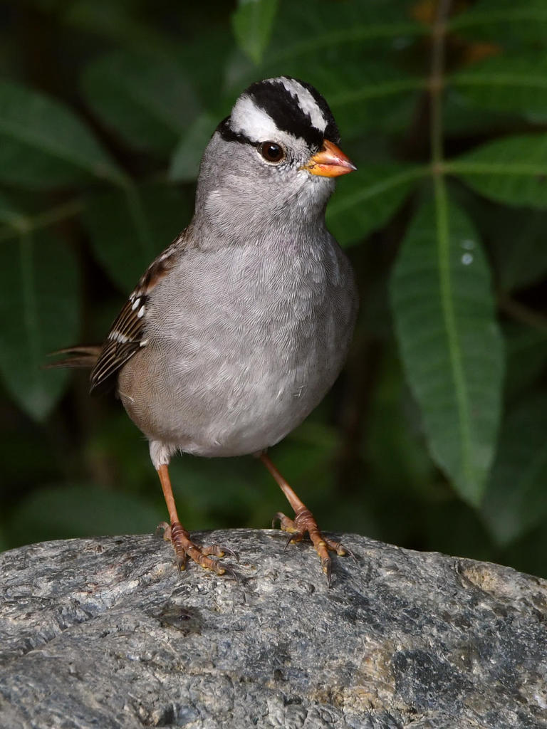 Sparrow.jpg