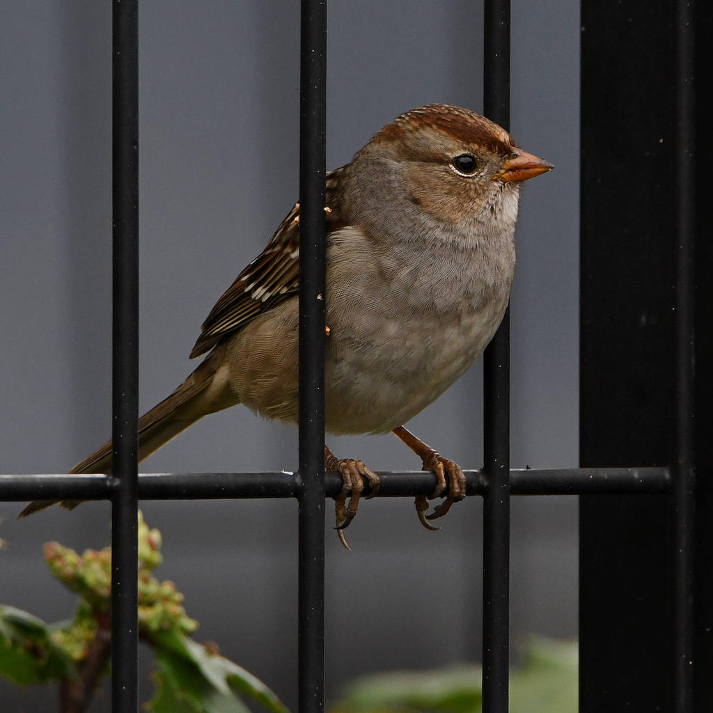 Sparrow.jpg
