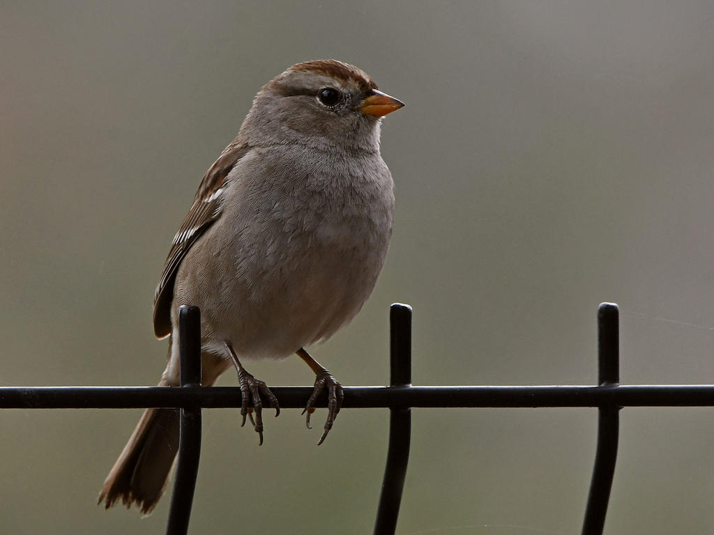 Sparrow.jpg