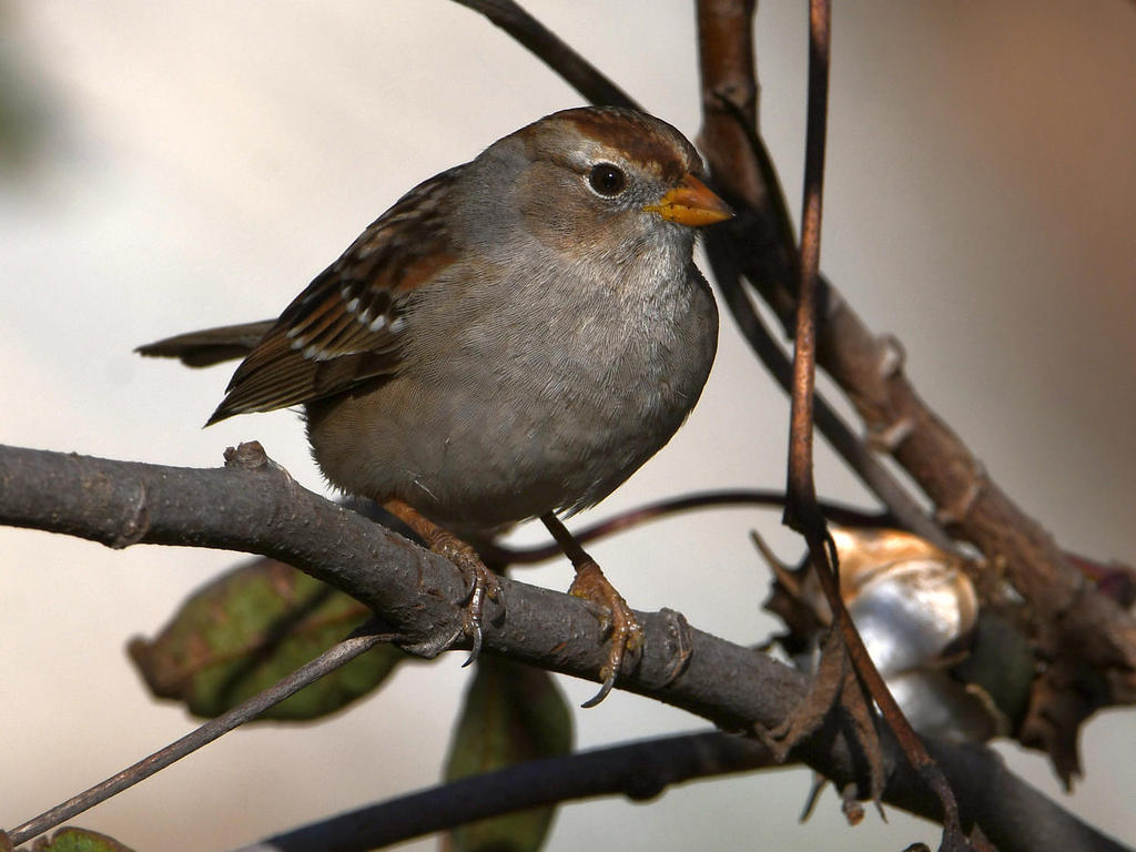 Sparrow.jpg