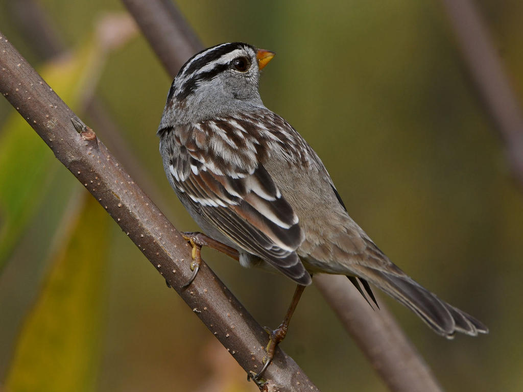 Sparrow.jpg