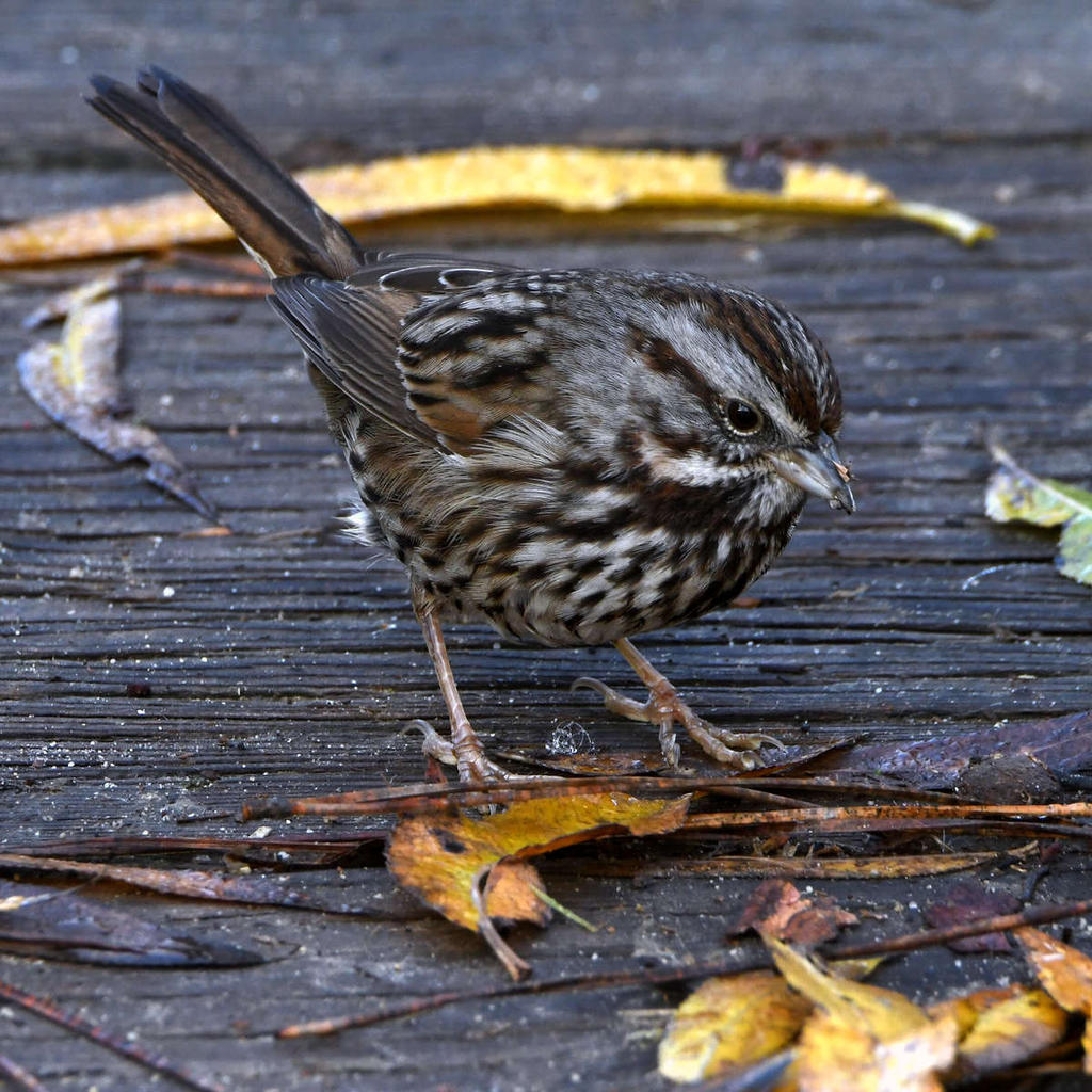 Sparrow.jpg