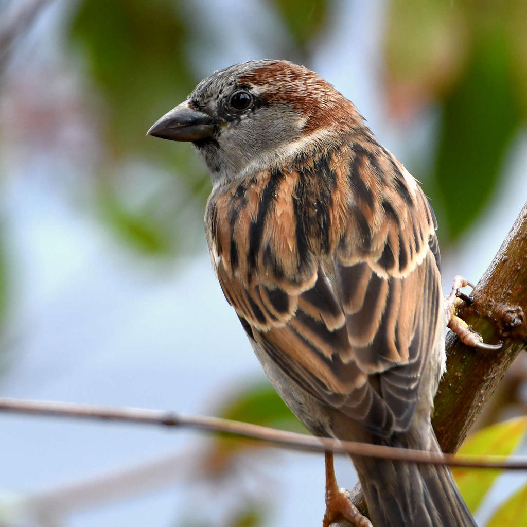 Sparrow.jpg