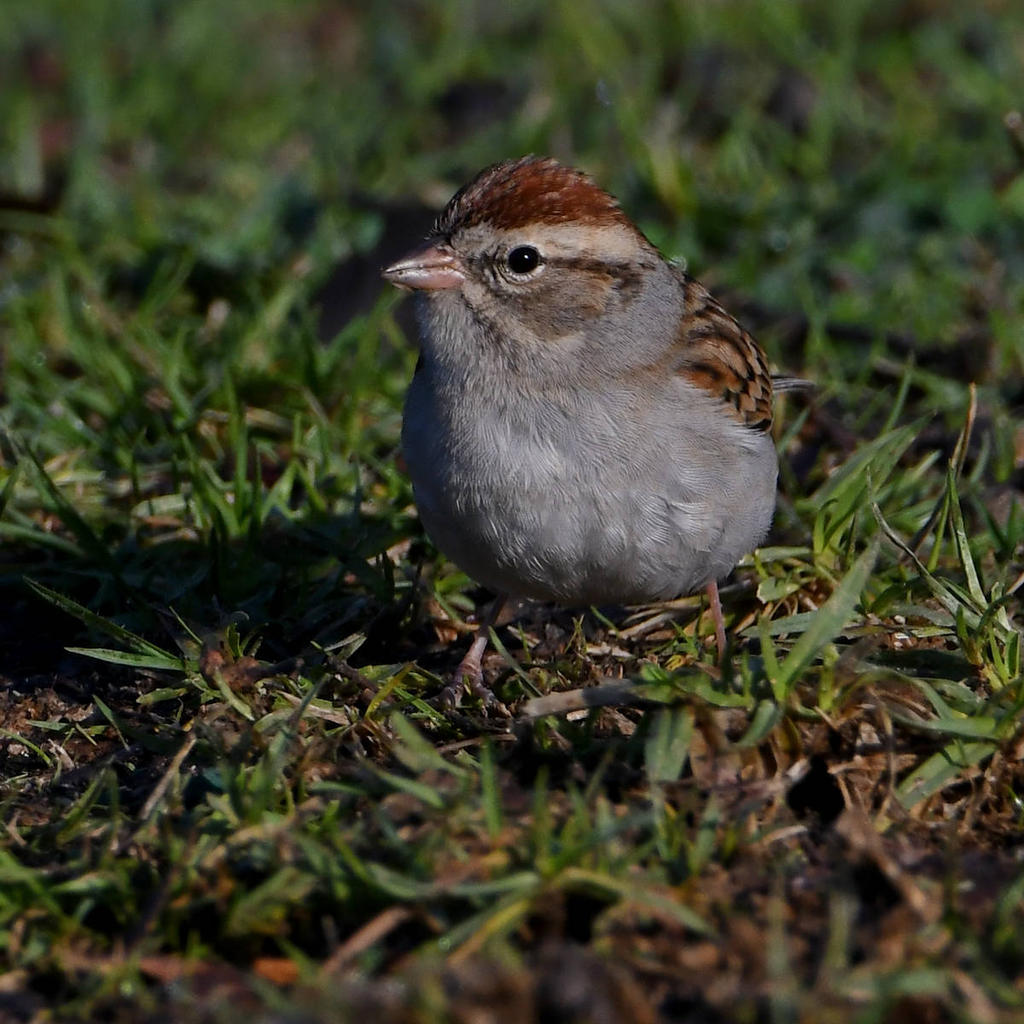 Sparrow.jpg