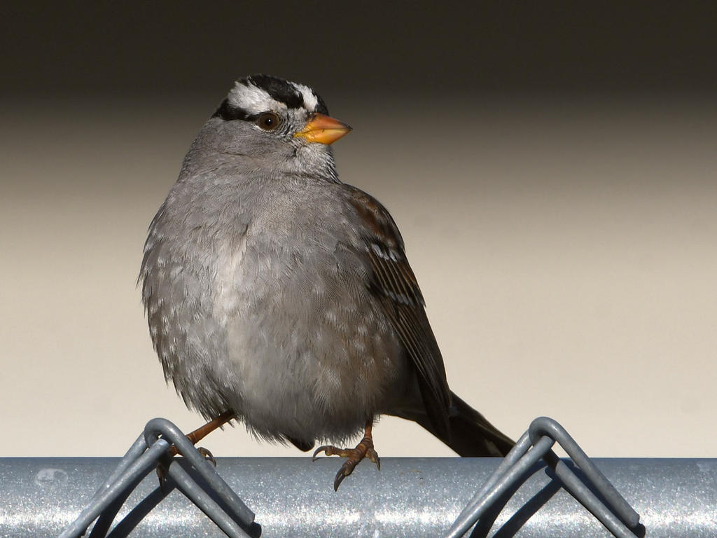 Sparrow.jpg