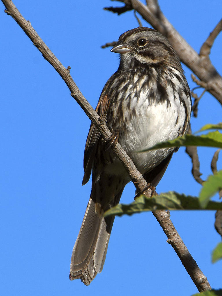 Sparrow.jpg