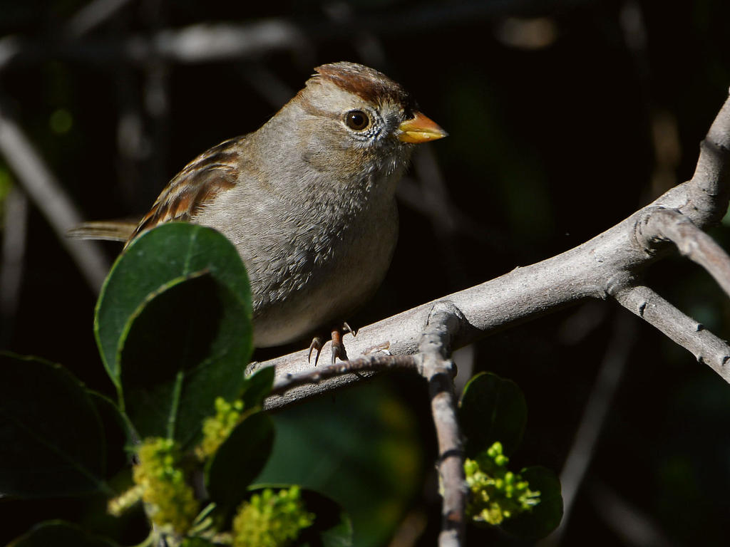 Sparrow.jpg