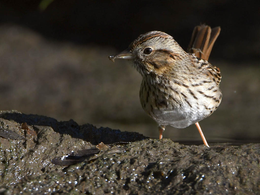 Sparrow.jpg