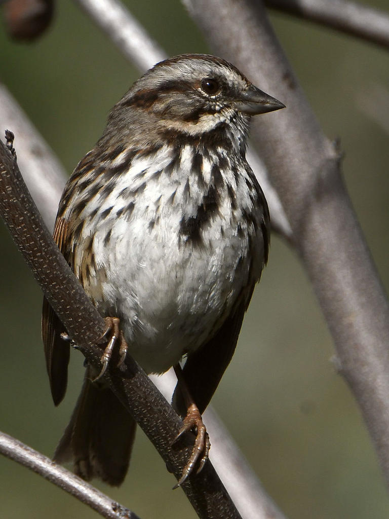 Sparrow.jpg
