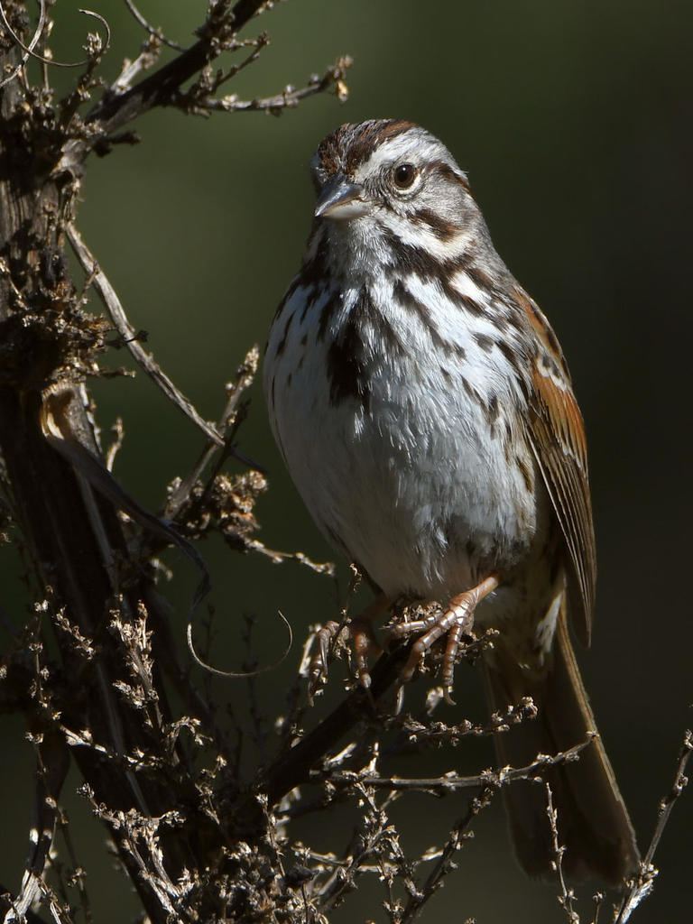 Sparrow.jpg