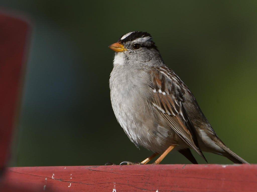 Sparrow.jpg