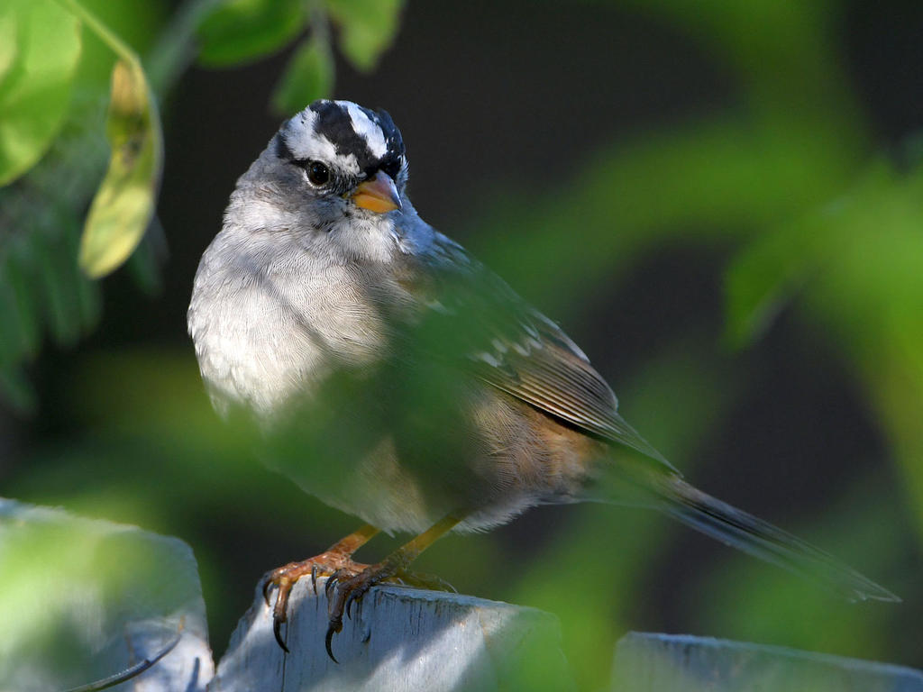 Sparrow.jpg